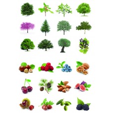 GOMET TEMATICO ÁRBOLES Y SUS FRUTOS APLI GOMET TEMATICO ÁRBOLES Y SUS FRUTOS APLI