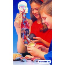 SET DE ANATOMIA MINILAND SET DE ANATOMIA MINILAND